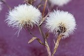 Close up of cottongrass flower gone to seed, Denali Highway, Autumn