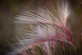 Macro of pink grass in the Maclaren River Valley, Southcentral Alaska, Autumn