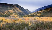 Scenic view of fall colors near the entrance of Denali National Park & Preserve, Interior Alaska
