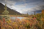 Landscape of Fall Colors with kettle pond along the Denali Highway near Cantwell, Southcentral Alaska