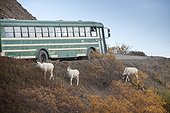 Shuttle bus on the park road next to three young Dall Sheep rams browsing for food, Polychrome pass, Denali National Park & Preserve, Interior Alaska, Autumn