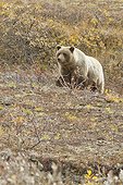 Grizzly in search of berries near Toklat River, Denali National Park & Preserve, Interior Alaska, Autumn