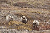 Sow and two three year old cubs feeding on berries near Toklat River, Denali National Park & Preserve, Interior Alaska, Autumn