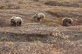 Sow and two three year old cubs feeding on berries near Toklat River, Denali National Park & Preserve, Interior Alaska, Autumn