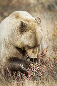 Female Grizzly feeding on berries in late fall, Denali National Park & Preserve, Interior Alaska