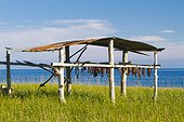 Salmon drying on a rack along Safety Sound, Nome, Arctic Alaska, Summer