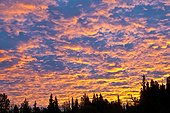 Altocumulus clouds at sunset over Chena River, Fairbanks, Interior Alaska, Summer