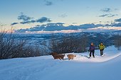 Couple snowshoeing in the evening at Park City with their Golden Retrievers, Utah, Winter