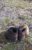 Arctic Ground Squirrel investigates hiking boots at camp on the Marsh Fork of Canning River in the Brooks Range, Arctic National Wildlife Refuge, Alaska, Summer