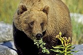 Brown bear eating vegetation on beach of Hallo Bay, Katmai National Park & Preserve, Southwest Alaska, Autumn