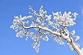 A Quaking Aspen (Populus tremuloides) covered with snow contrasts with a deep blue winter sky in Eagle River in Southcentral Alaska