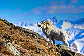 A full curl Dall sheep ram standing on Mount Margaret with Fang Mountain in the background, Denali National Park and Preserve, Interior Alaska, Spring