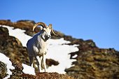 A full curl Dall sheep ram standing on Mount Margaret with Fang Mountain in the background, Denali National Park and Preserve, Interior Alaska, Spring
