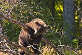 Brown bear cub playing on a tree branch at the Russian River, Kenai Peninsula, Southcentral Alaska, Summer