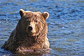 A Brown Bear sits in chest deep water in the Russian River, Kenai Peninsula, Southcentral Alaska, Summer