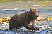 Brown bear cub fishes for salmon at the Russian River, Kenai Peninsula, Southcentral Alaska, Summer