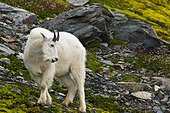 A young Mountain goat billy is grazing on plants near the Harding Icefield Trail at Exit Glacier in Kenai Fjords National Park in Southcentral Alaska, Summer