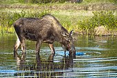 A young bull moose foraging for food in a pond near the Tony Knowles Coastal Trail in Kincaid Park, Anchorage, Southcentral Alaska, Spring
