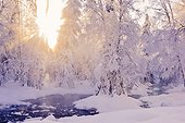 Small stream in a hoarfrost covered forest with rays of sun filtering through the fog in the background, Russian Jack Springs Park, Anchorage, Southcentral Alaska. Digitally enhanced.