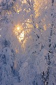 Sun filtering through the fog in a hoarfrost covered forest, Russian Jack Springs Park, Anchorage, Southcentral Alaska, Digitally Enhanced.