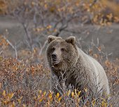 Brown Bear sits in fall colors in Denali National Park & Preserve, Interior Alaska