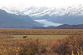 Moose grazes in a field in front of Maclaren glacier along the Denali highway, Southcentral Alaska, Fall