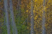 Soft Fall foliage colors in Denali National Park & Preserve, Interior Alaska, Fall