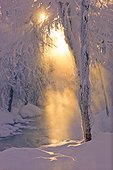 Small stream running through a hoarfrost covered forest with sun filtering through the fog in the background, Russian Jack Park, Anchorage, Southcentral Alaska, Winter