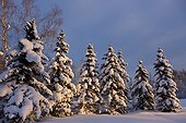 Sunset light shining on a row of snow covered spruce trees in Russian Jack Springs Park, Anchorage, Southcentral Alaska, Winter