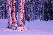 Pink Sunset light falling on Birch tree trunks at Russian Jack Springs Park, Anchorage, Southcentral Alaska, Winter
