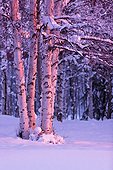 Pink Sunset light falling on Birch trees at Russian Jack Springs Park, Anchorage, Southcentral Alaska, Winter