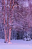 Pink Sunset light falling on Birch trees at Russian Jack Springs Park, Anchorage, Southcentral Alaska, Winter