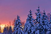 Sunset glow behind a row of snow covered spruce trees in Russian Jack Springs Park, Anchorage, Southcentral Alaska, Winter