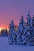 Sunset glow behind a row of snow covered spruce trees in Russian Jack Springs Park, Anchorage, Southcentral Alaska, Winter