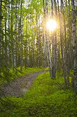 The sun setting behind trees and over a path in Bicentennial Park in Anchorage, Southcentral Alaska, Summer