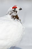 Close-up of Male Willow Ptarmigan changing from winter to breeding plumage near Savage River, Denali National Park & Preserve, Interior Alaska, Spring