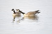 One Canada Goose with outstretched neck and open bill honks aggressively at another while swimming in pond, Creamer's Field Migratory Waterfowl Refuge, Fairbanks, Interior Alaska, Spring