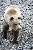 Grizzly Bear walking on gravel bar of Toklat River, Denali National Park & Preserve, Interior Alaska, Summer