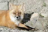 Close-up of a Red Fox lying in rocks, Highway Pass, Denali National Park & Preserve, Interior Alaska, Summer