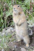 Arctic Ground Squirrel standing in Igloo Canyon, Denali National Park & Preserve, Interior Alaska, Summer