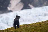 Black Bear on a hill near the Harding Icefield Trail views Exit Glacier, Kenai Fjords National Park, Southcentral Alaska, Summer