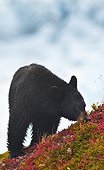 A Black Bear is feeding on berries on a hill side near the Harding Icefield trail at Exit Glacier in Kenai Fjords National Park, Southcentral Alaska, Autumn