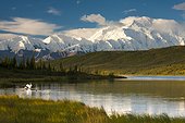 Trumpeter swans on Wonder Lake below Alaska Range & Mt. McKinley, Denali National Park & Preserve, Interior Alaska, Summer