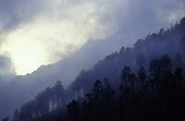 Lines of fir trees on mountainside in fog