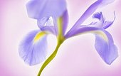 Single glowing iris