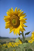 One large sunflower against blue sky amid field of sunflowers.