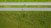 Aerial View Of Cars And Trucks On Asphalt Road Passes Through The Green Forest