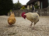UK, London, Rooster and chicken