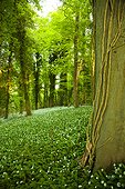 UK, Castle Combe, Green forest