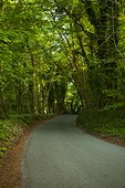 UK, Castle Combe, Treelined rural road